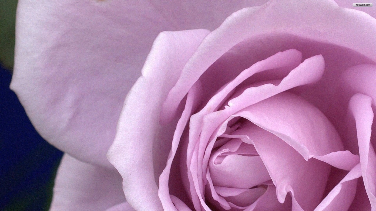 Большая фиолетовая роза крупным планом