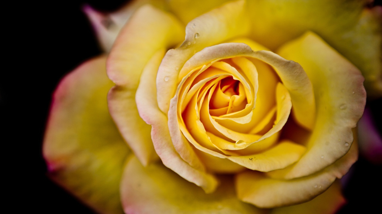 Big yellow rose on a black background