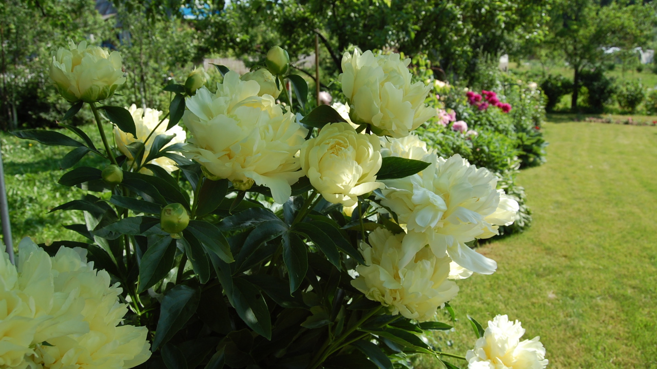 Расцвели красивые цветы пионы