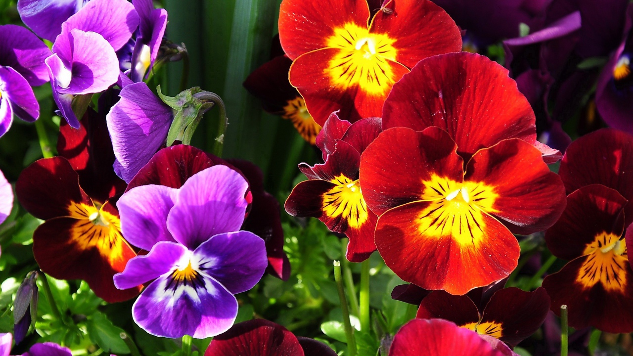 Расцвели прекрасные анютины глазки