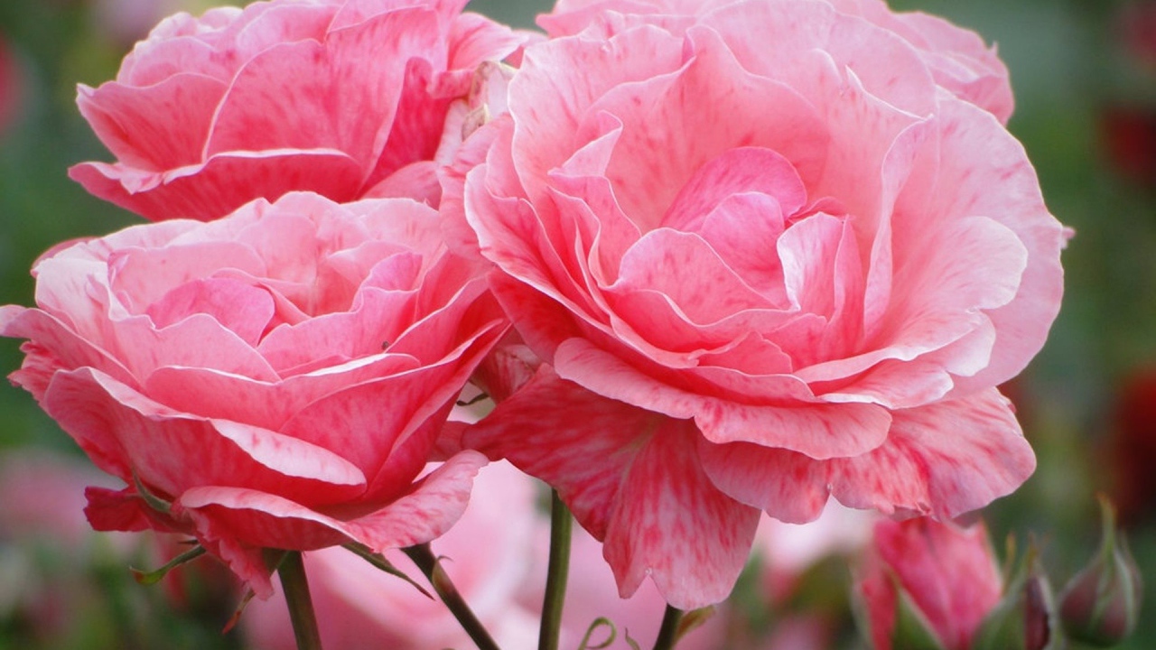 Распустившиеся розовые цветы