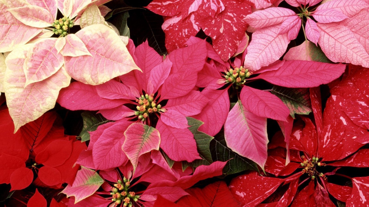 Красные цветы