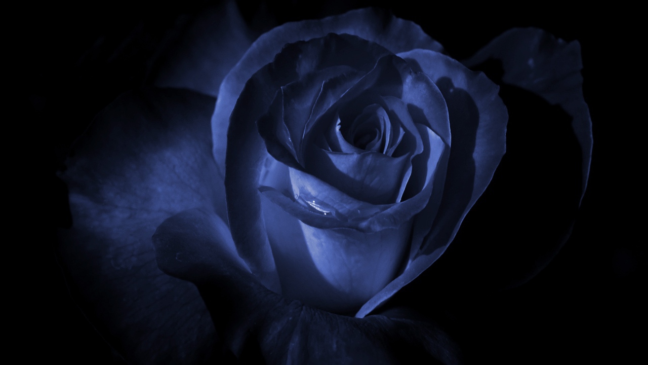 Синяя роза в темноте