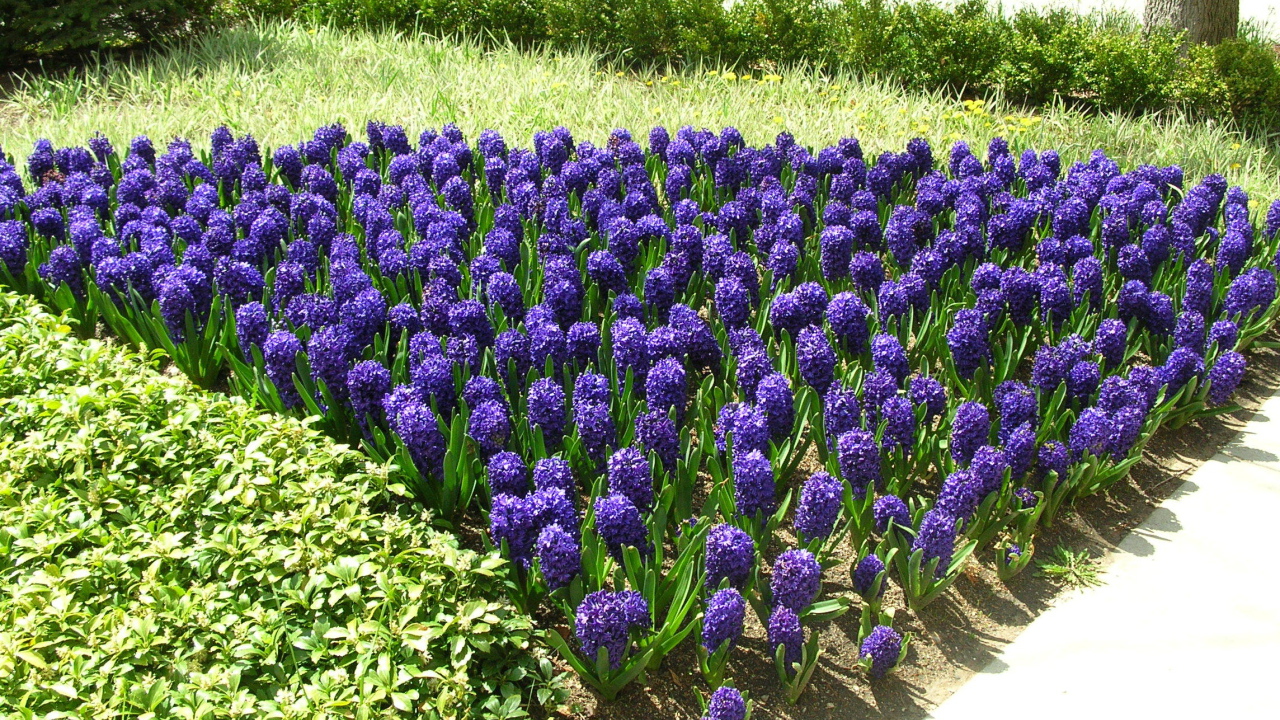 Цветы синие гиацинты расцвели на поляне