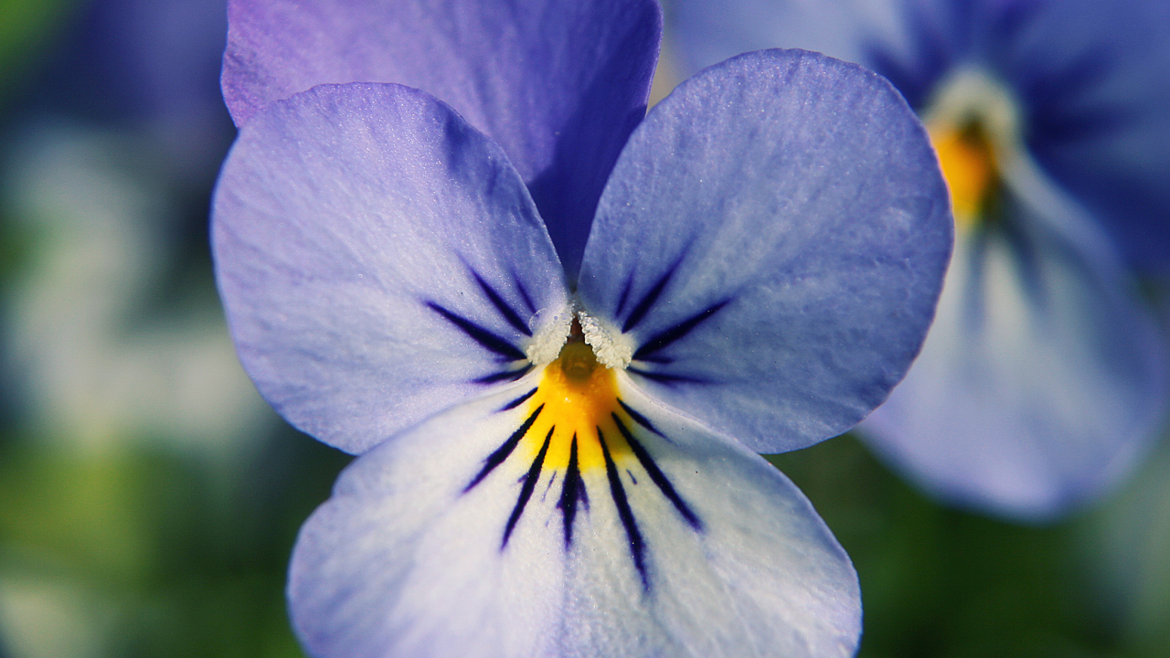 Голубые цветы анютины глазки в саду