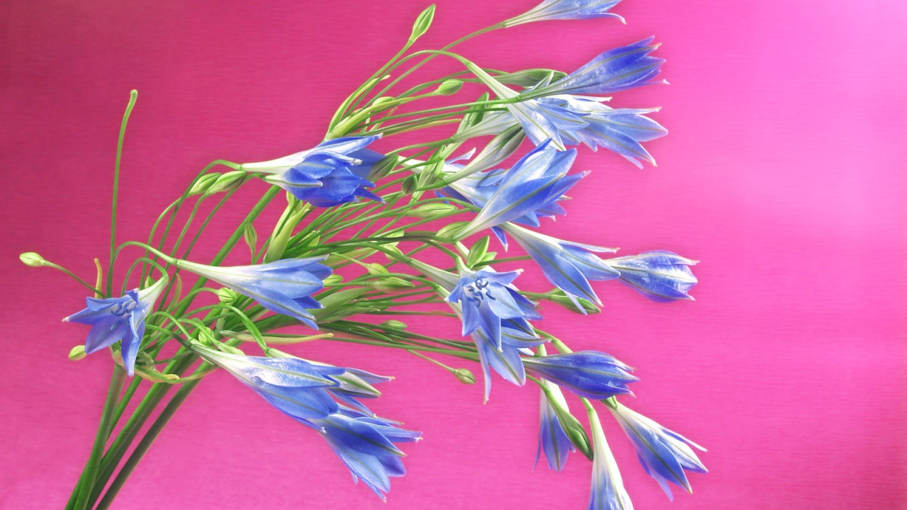 Букет синих полевых цветов