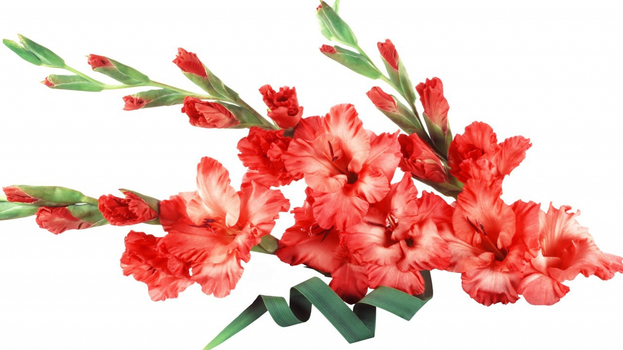 Букет красных гладиолусов