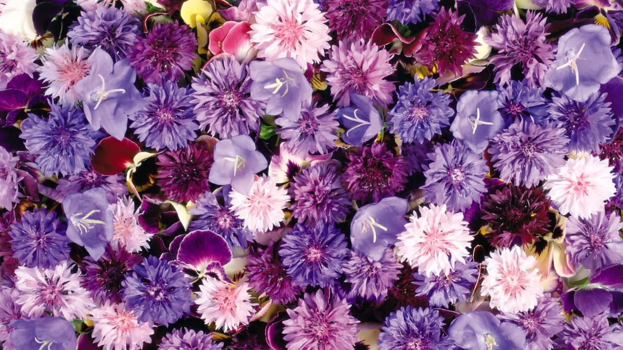 Букет полевых цветов