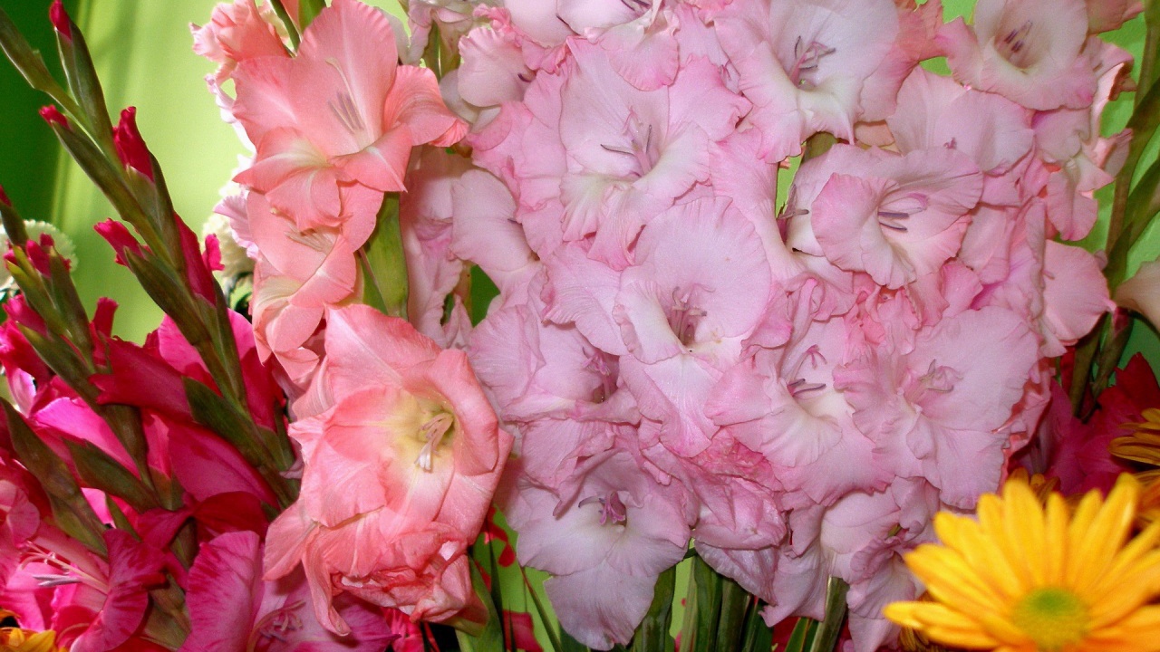 Букеты розовых цветов гладиолуса