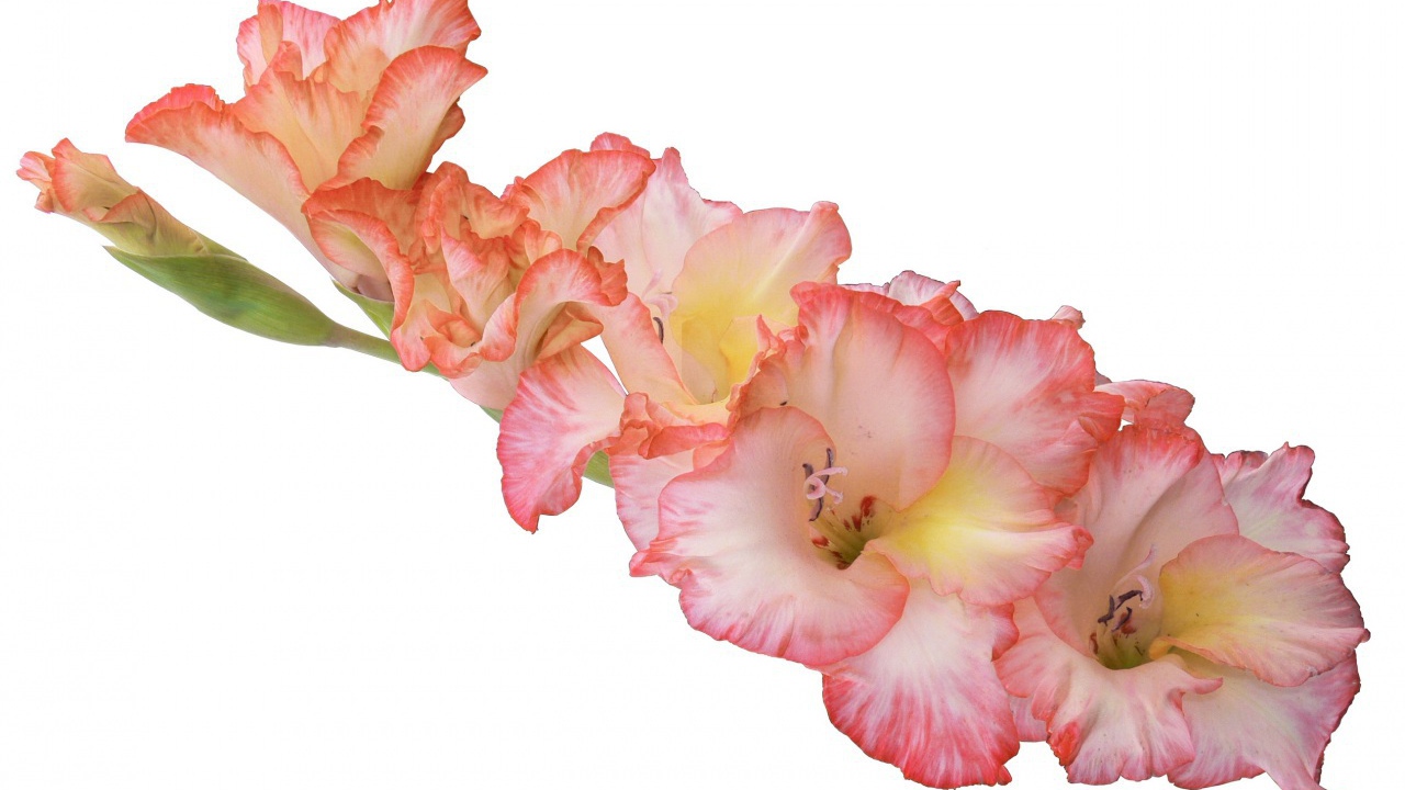 Ветка розовых гладиолусов