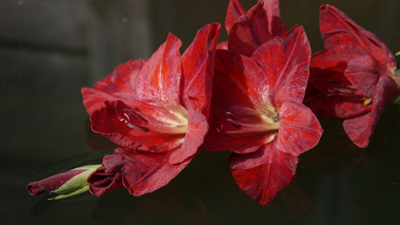 Ветка с красными гладиолусами