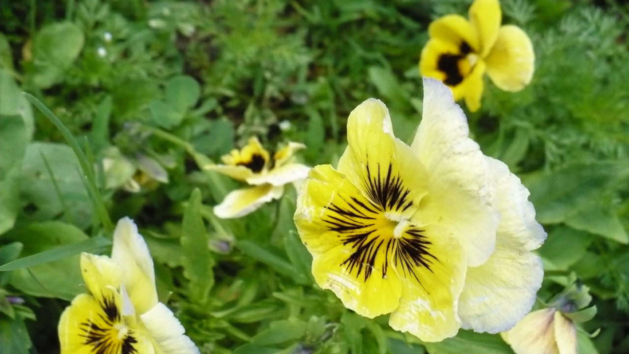 Яркие красивые желтые цветы анютины глазки