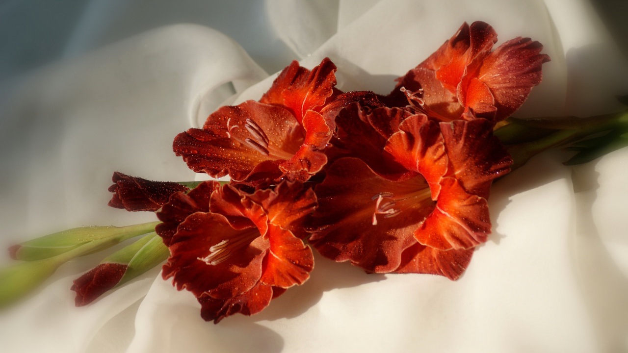 Ярко оранжевые гладиолусы