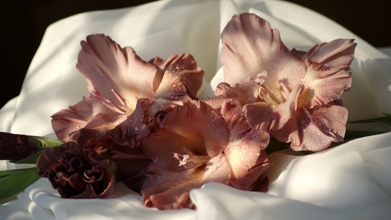 Коричневые цветы гладиолуса