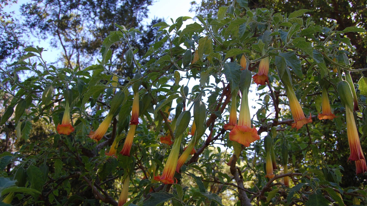 Бругмансия на дачном участке