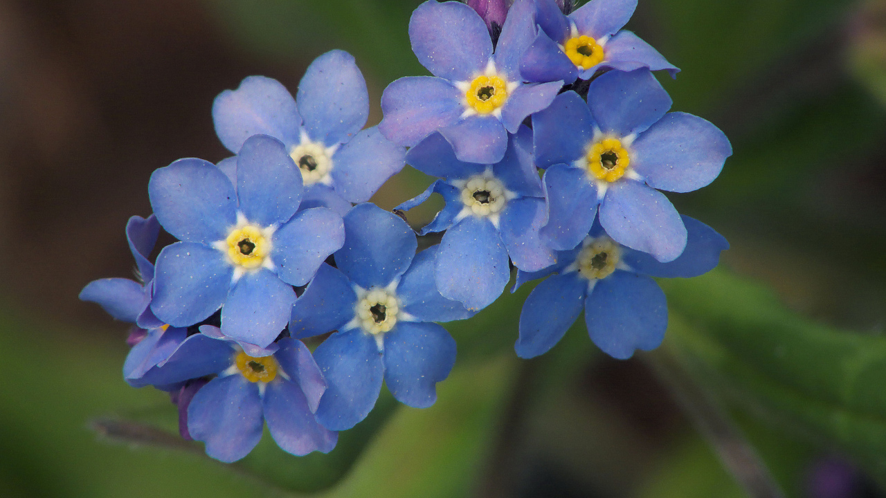 Многолетнее растение бруннера в саду