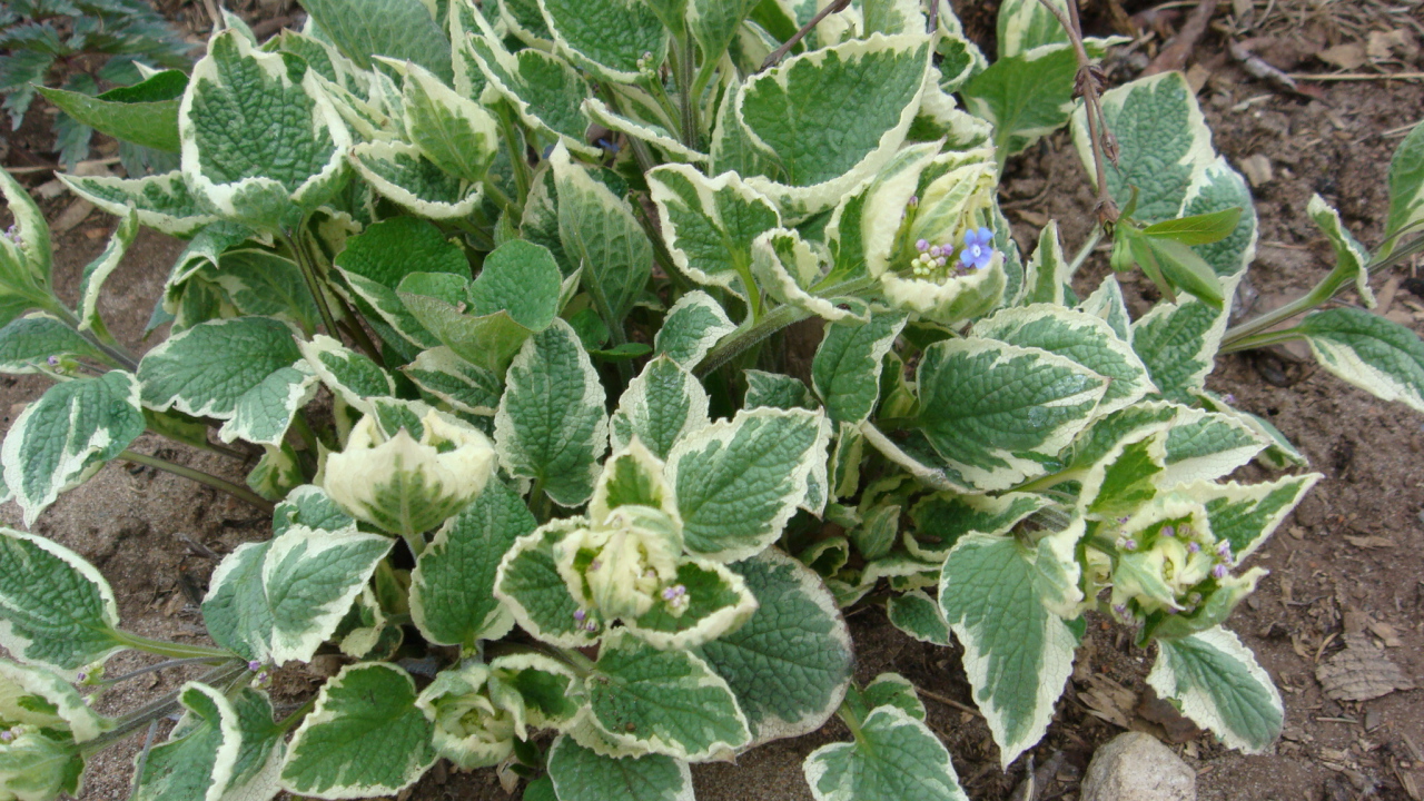 Многолетнее растение бруннера в парке