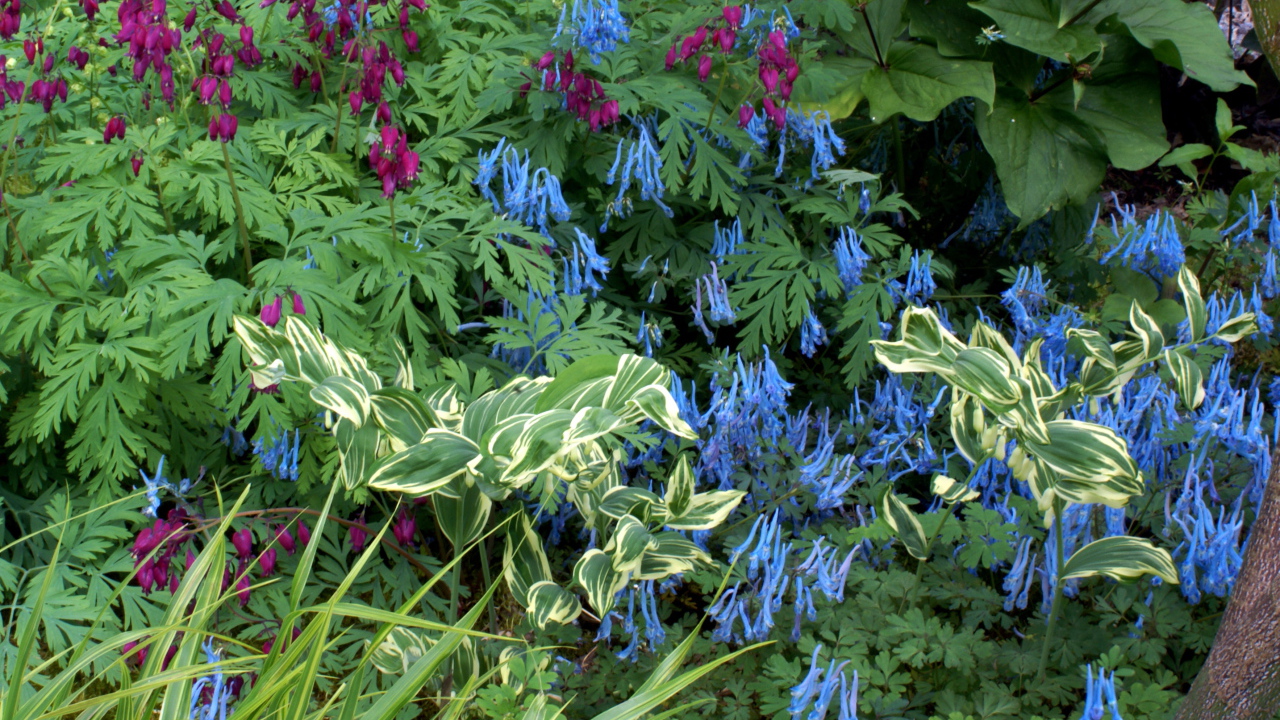 Растение бруннера в саду