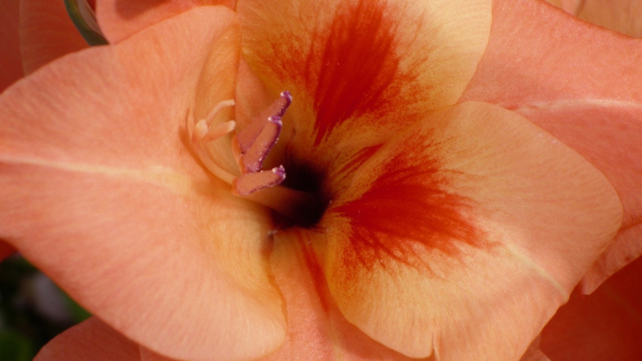 Бутон оранжевого гладиолуса