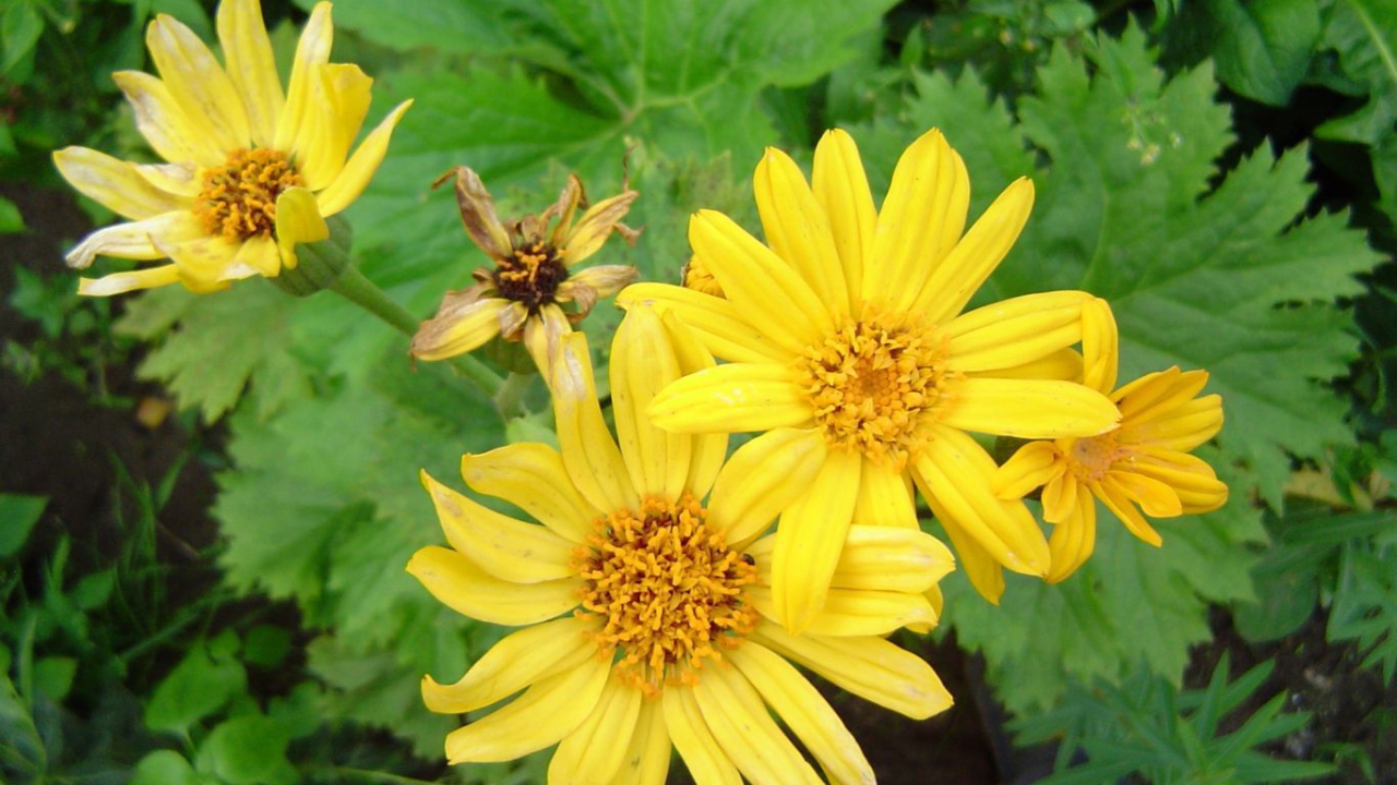 Красивое растение бузульник в парке