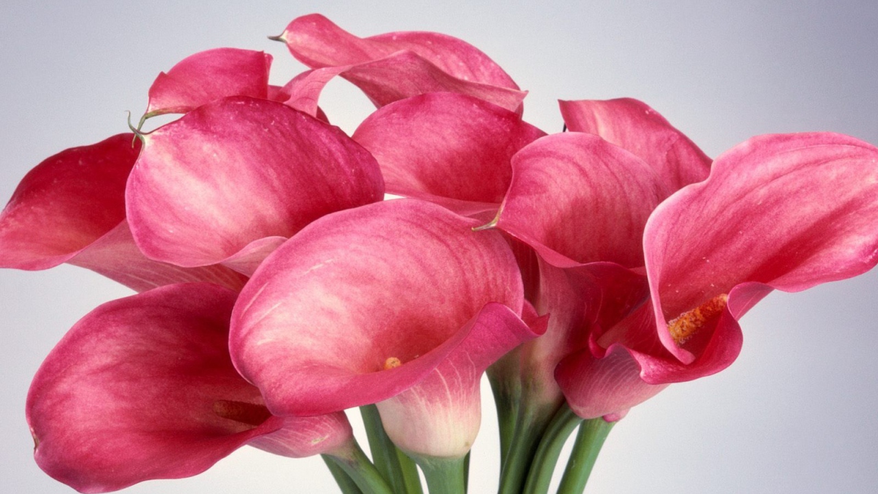 Калла лилии