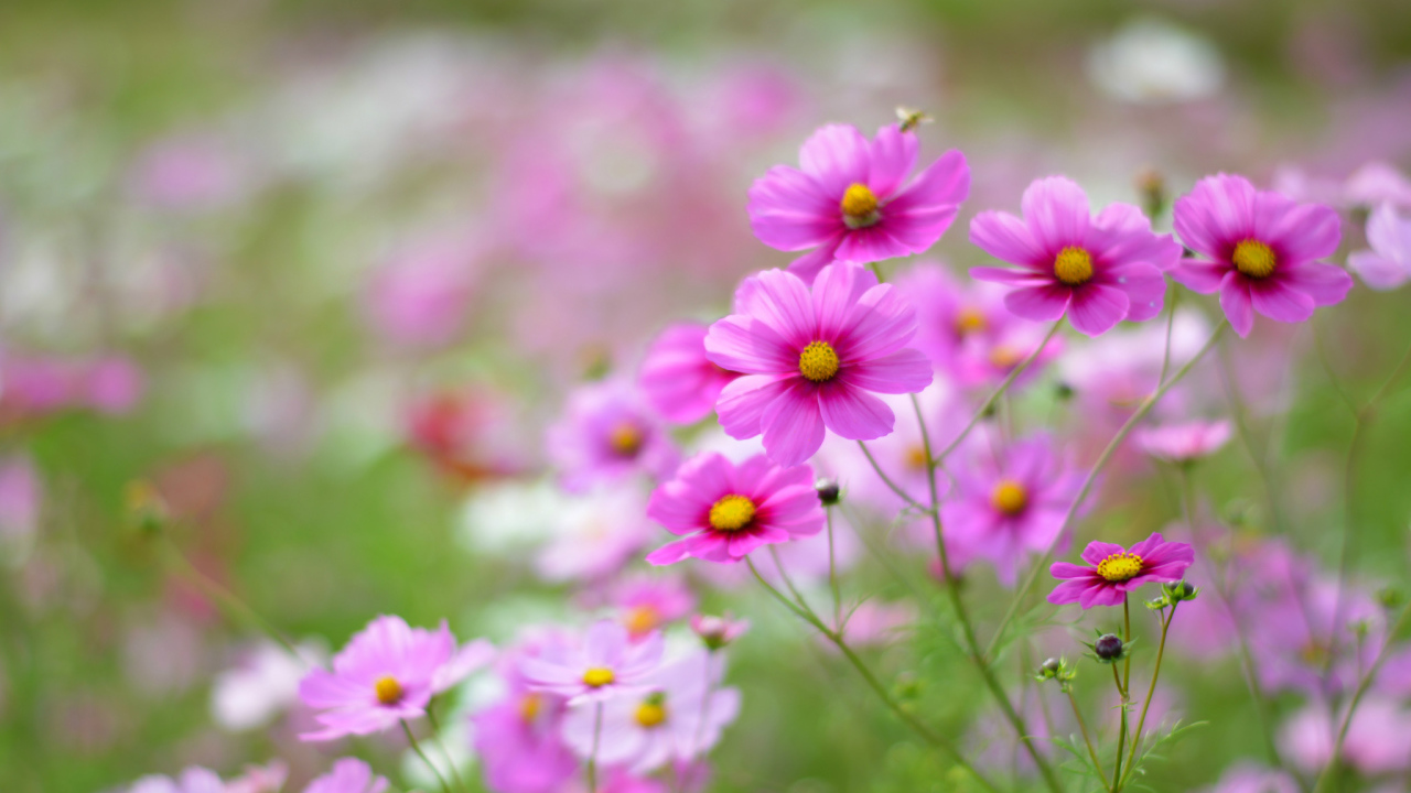 Выращивание цветов космея в саду