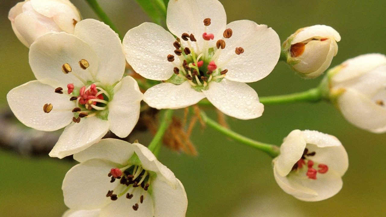 Весеннее цветение