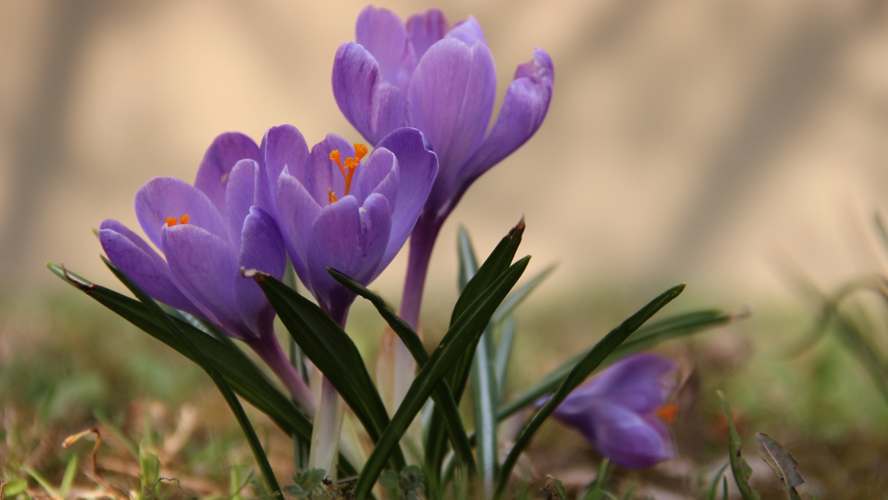 Цветы крокусы в лесу