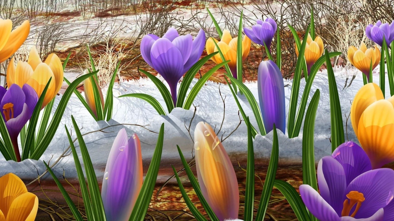 Крокусы на снегу