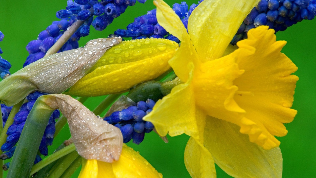 Нарциссы и гиацинты