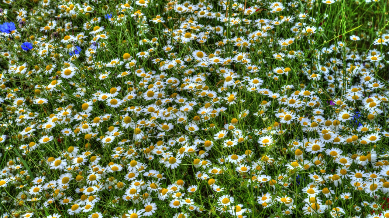 Ромашки среди зелени