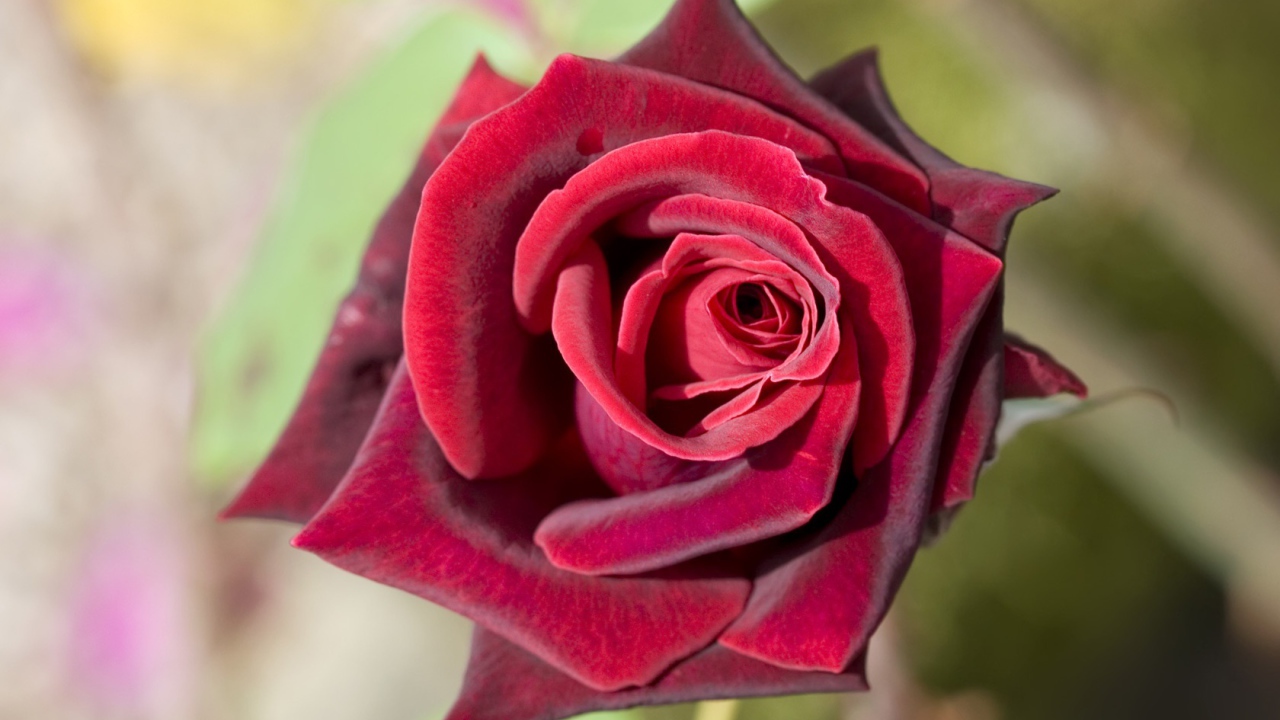 Роза насыщенного красного цвета