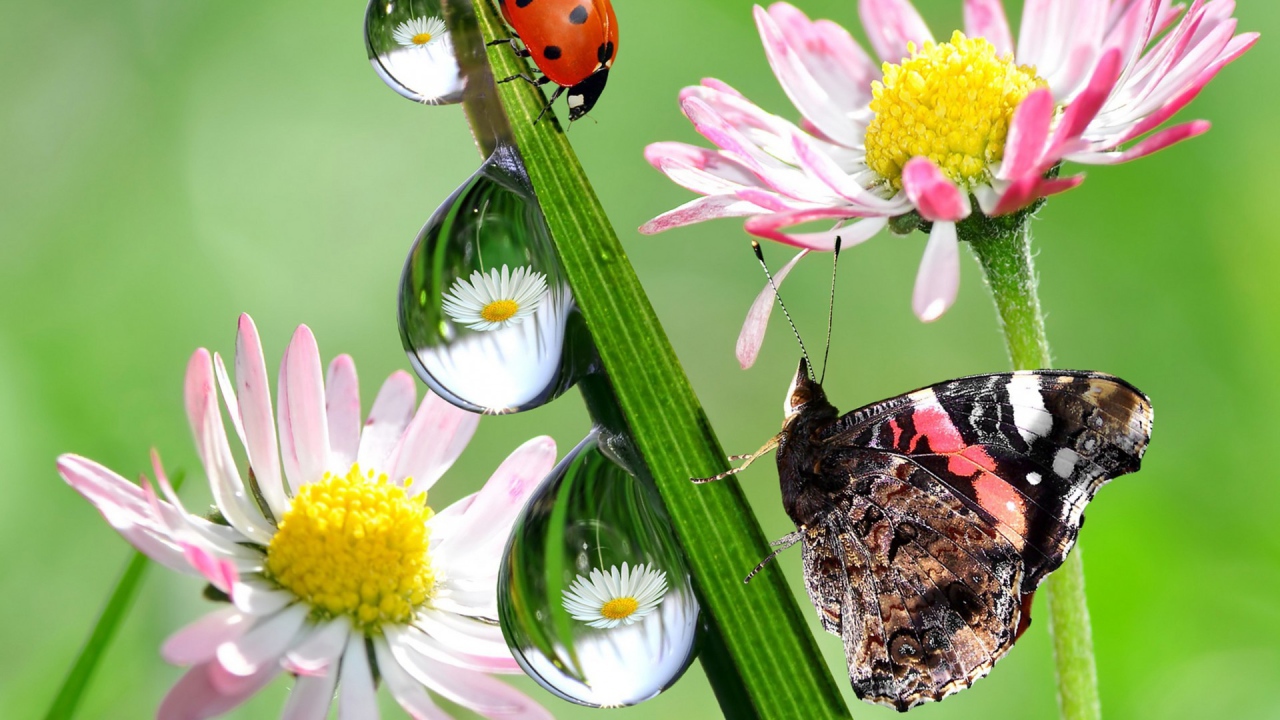 Hежные цветы