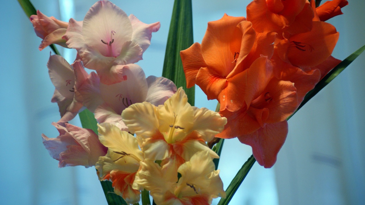 Разные сорта цветов гладиолуса