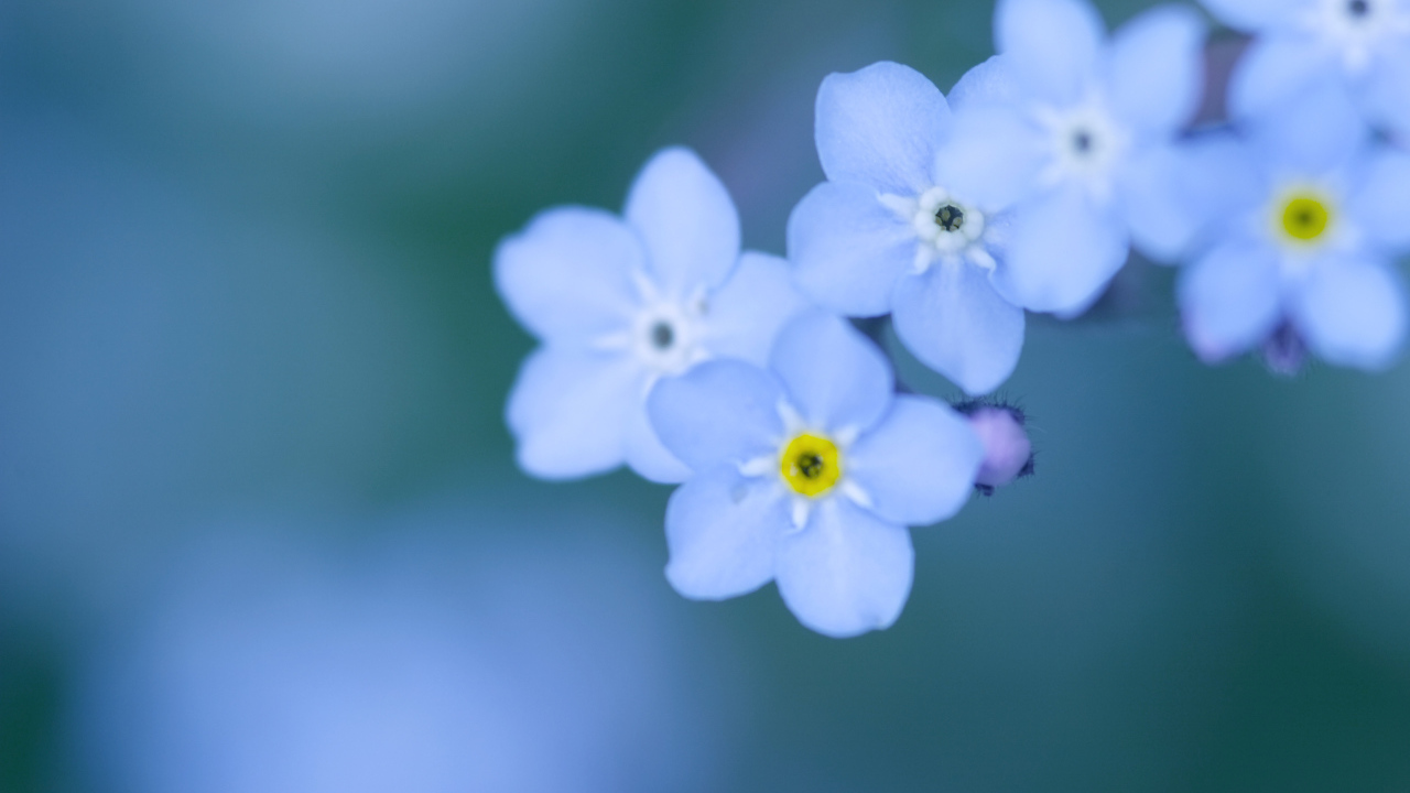 Божественные цветы незабудки