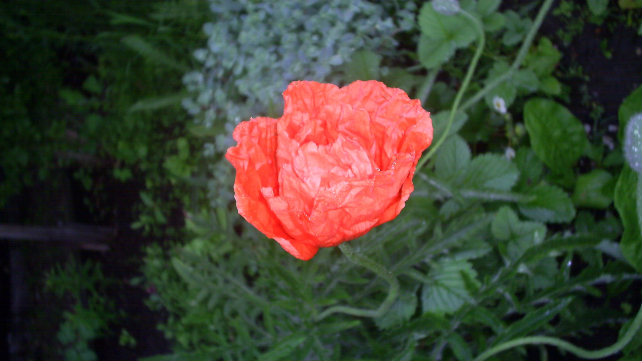 Божественный  красный мак