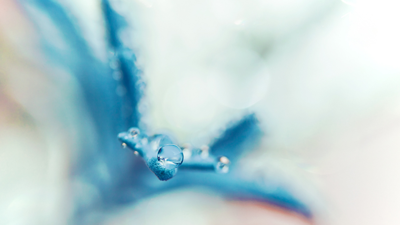 Капля на голубом лепестке