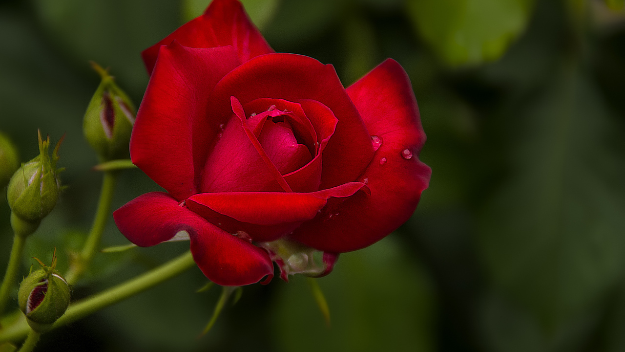 Капли воды на розе