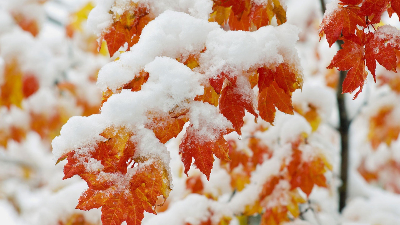 Ранний снегопад