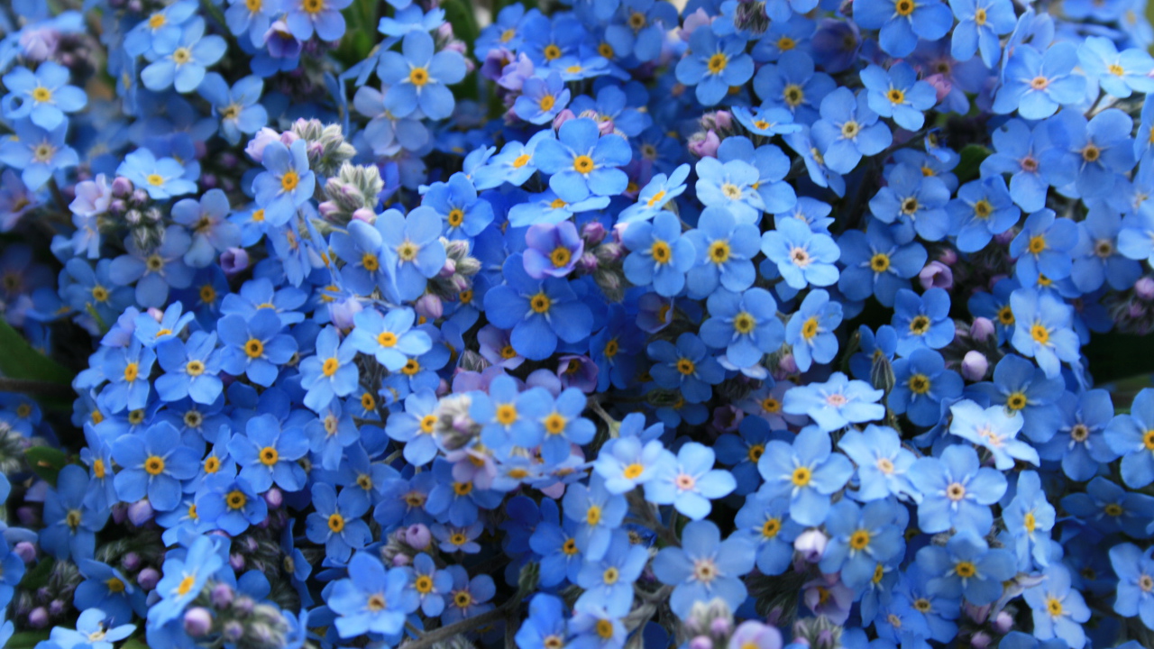 Расцвели на лужайке красивые незабудки