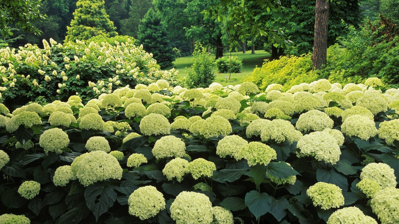 Цветочный куст в парке