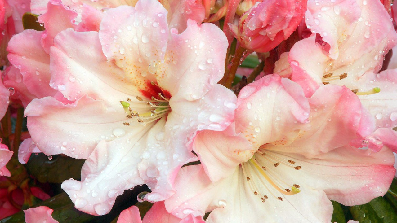 Цветочная роса