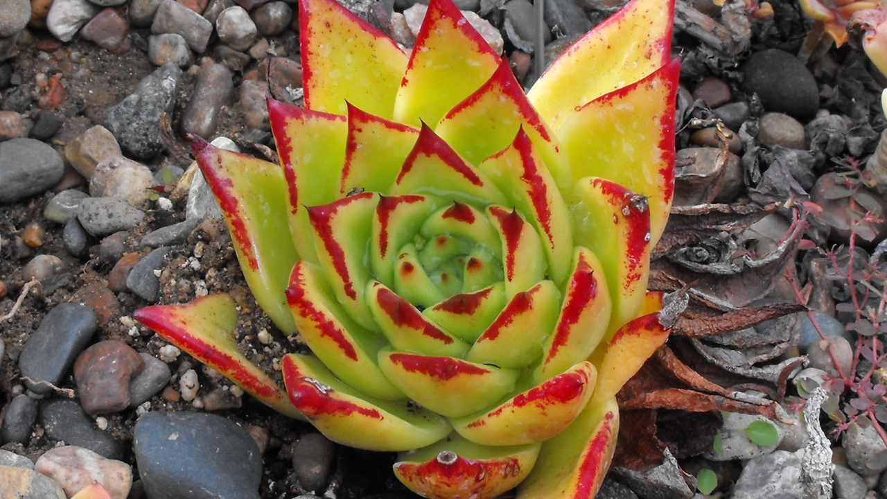 Цветок эхеверия (эчеверия)  на дачном участке