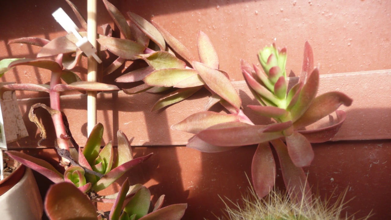 Цветы эхеверия (эчеверия) 