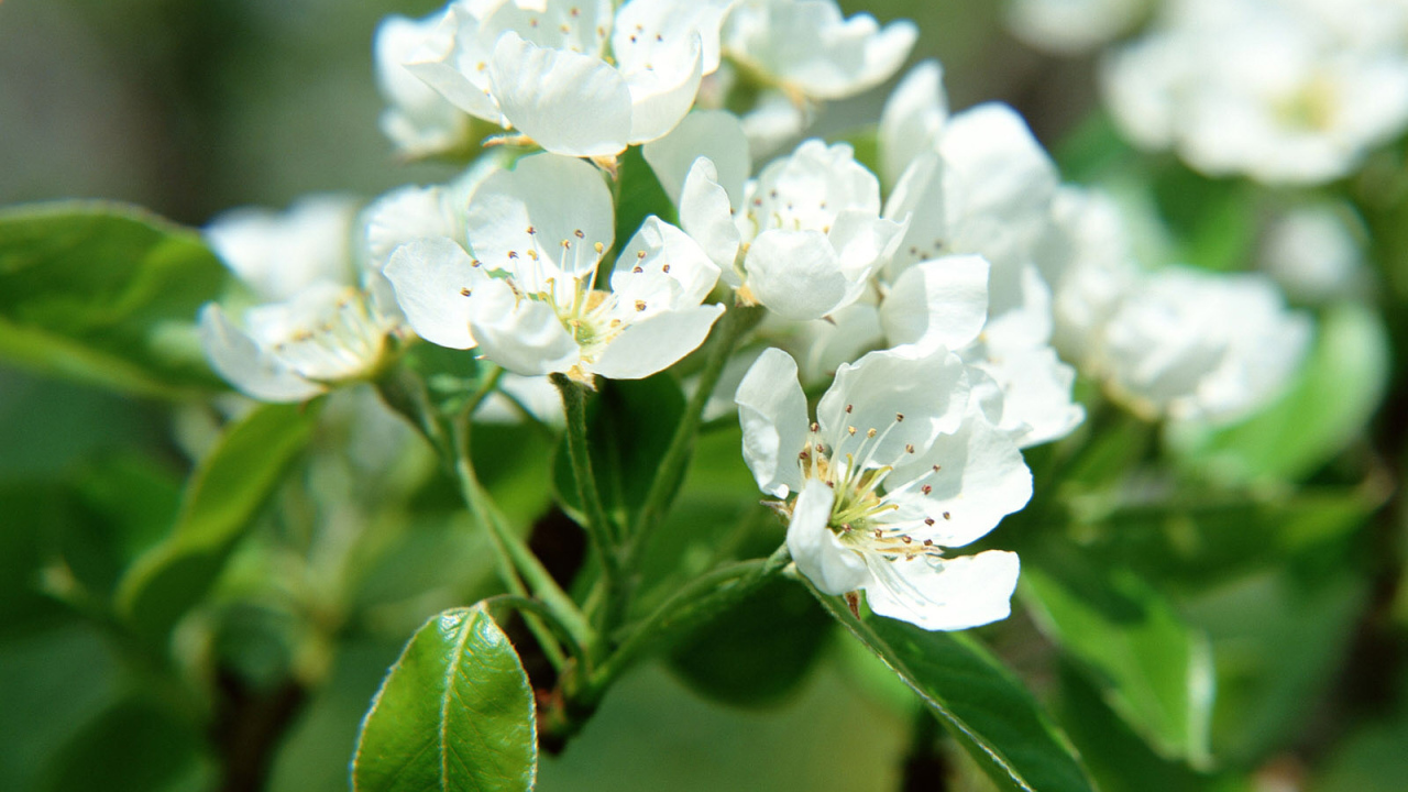 Цветки фруктового дерева