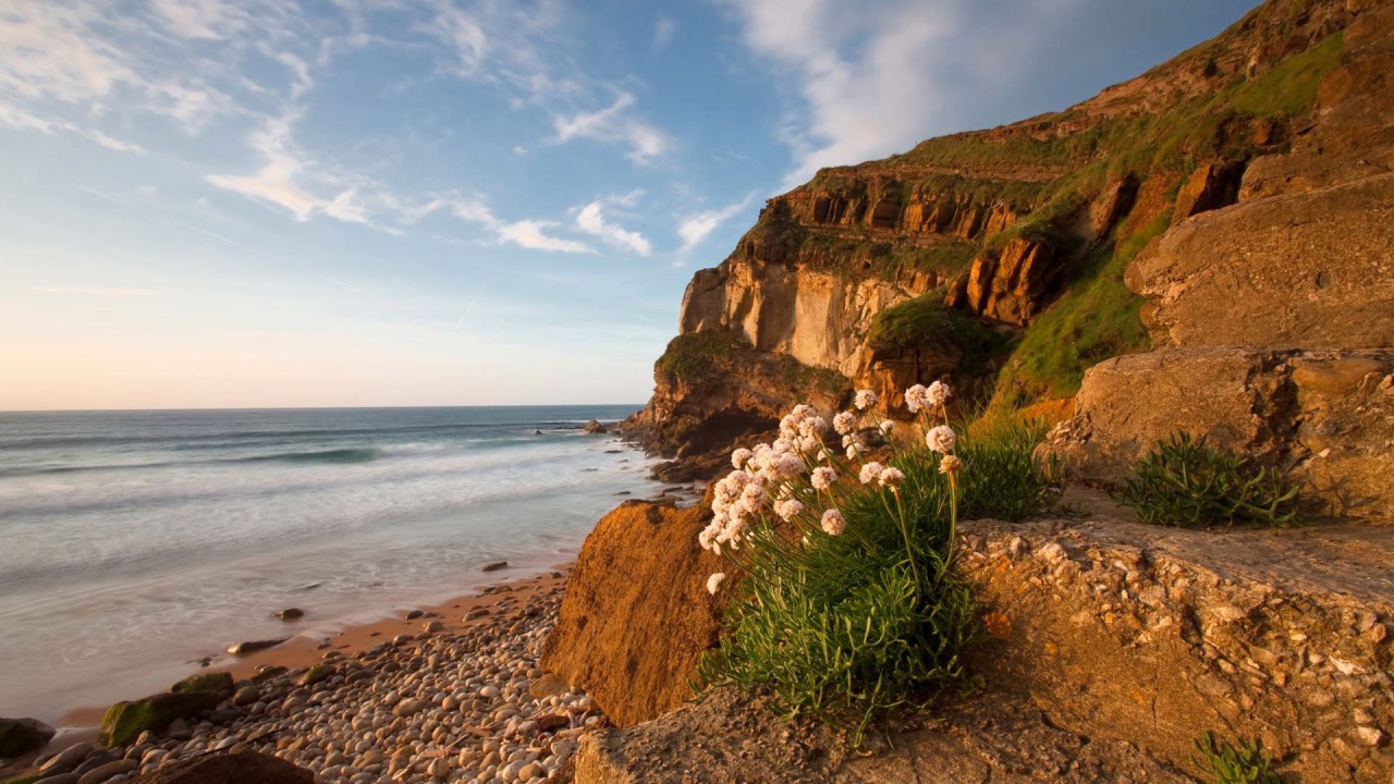 Цветы растут на камнях