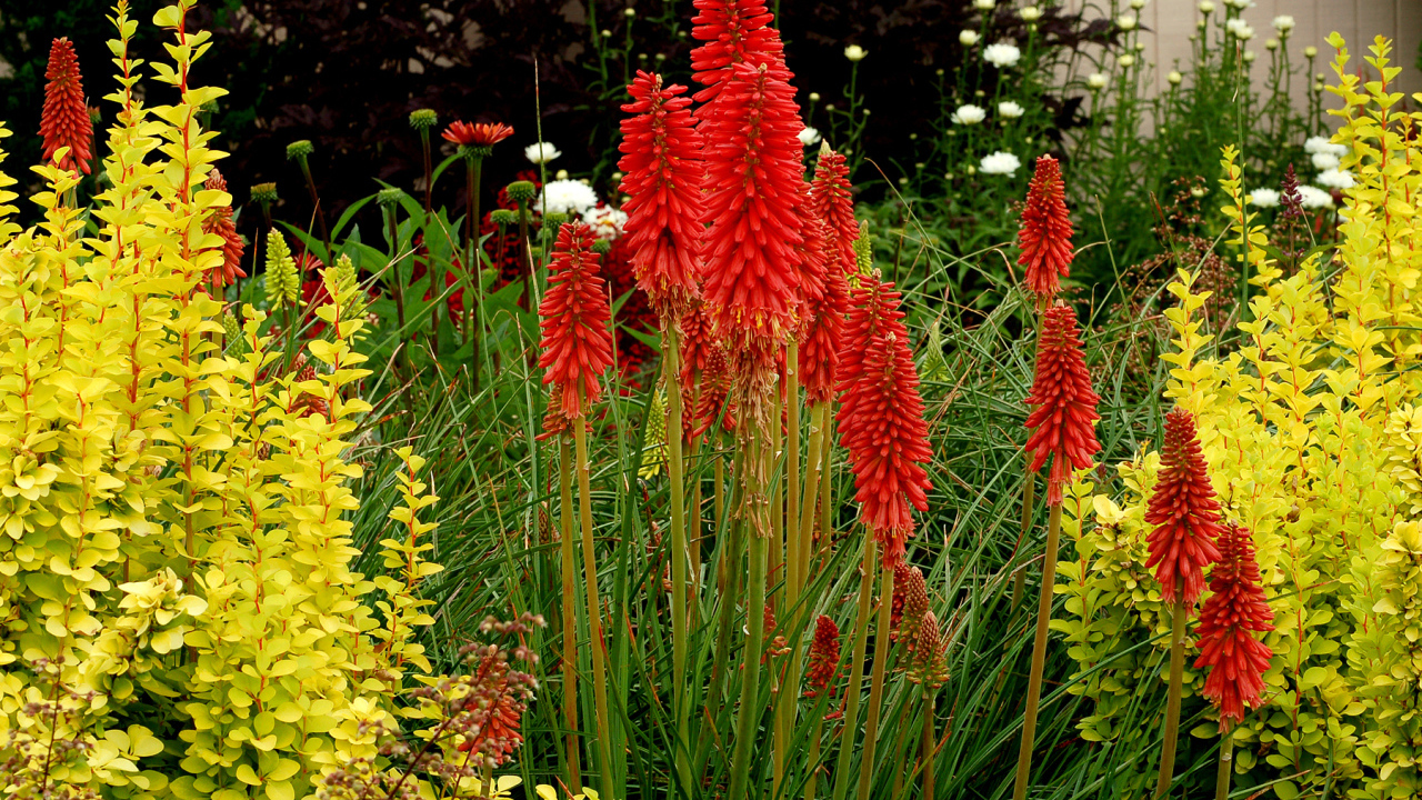 Выращивание цветов кникофия в саду