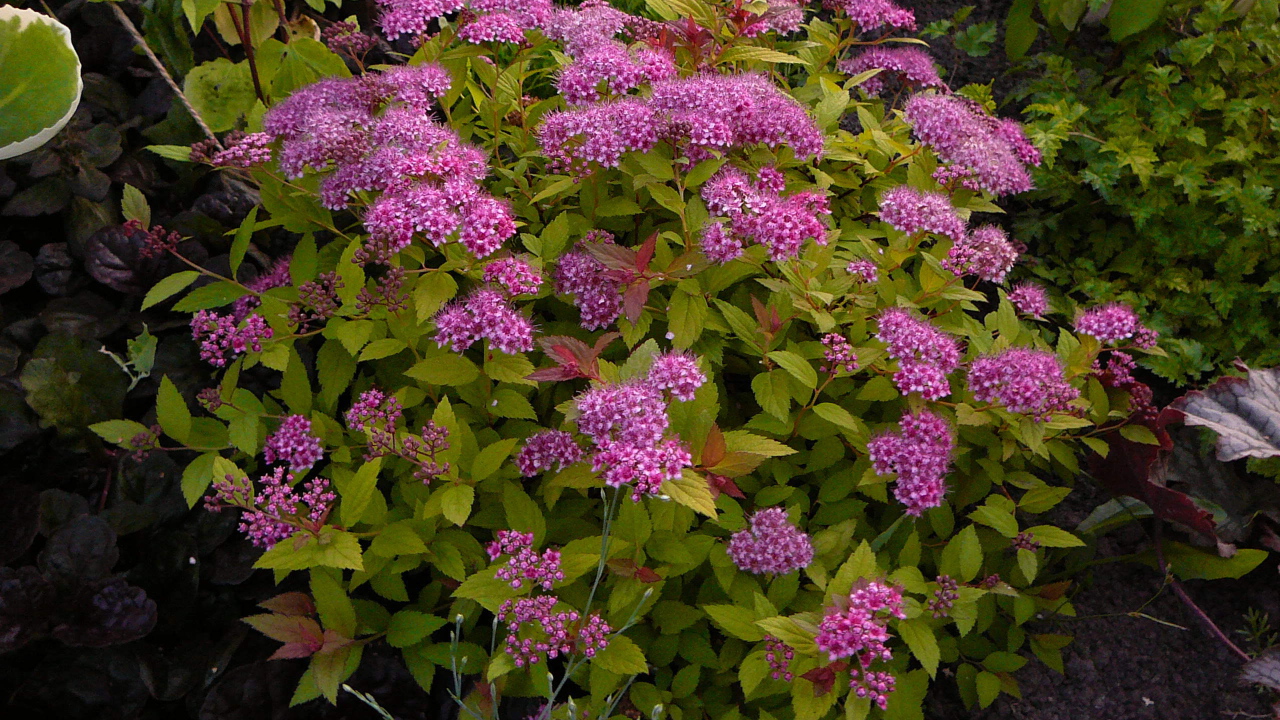 Выращивание цветов спирея в саду