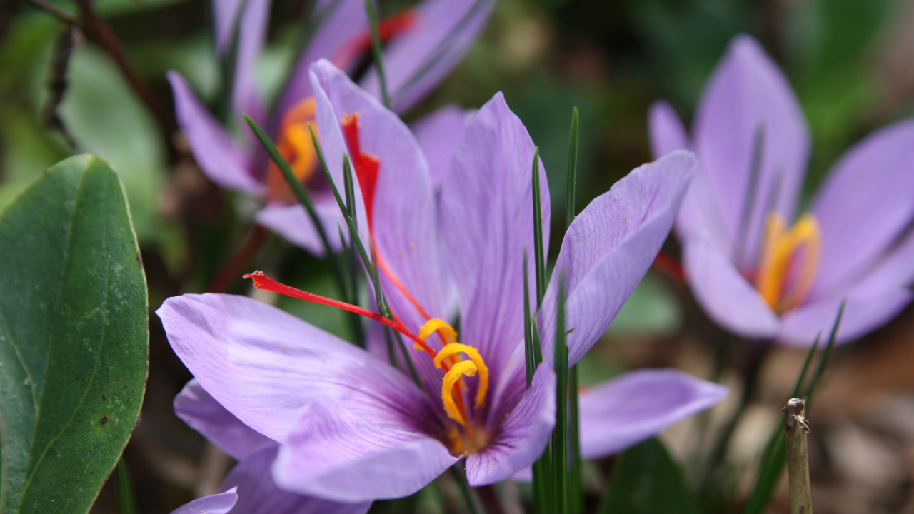 Цветы шафран на поляне