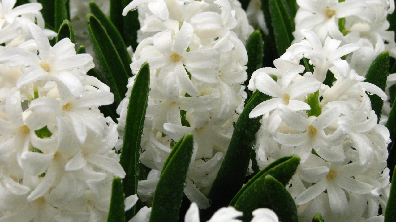 Цветы белые гиацинты